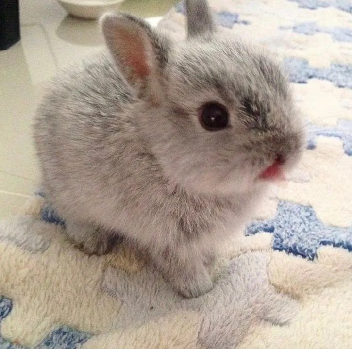 cute bunny